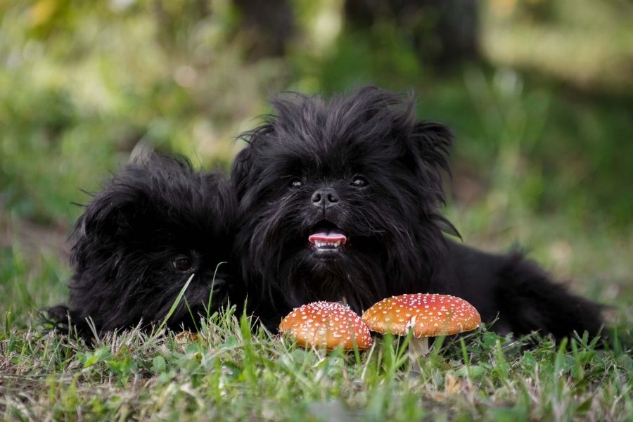 Affenpinscher Dog Lying on Grass