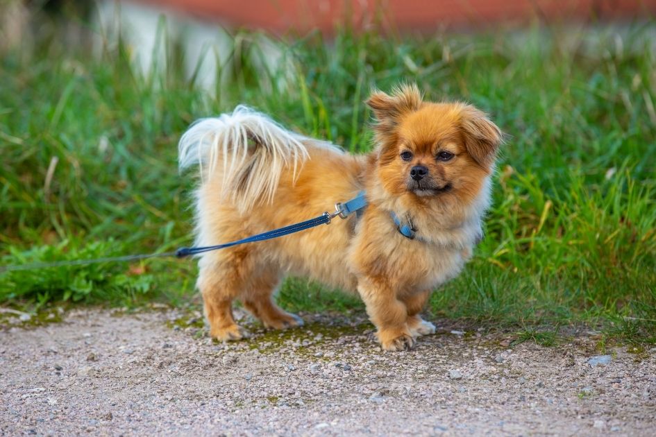 Affenpinscher Dog Standing on Road Beside Grass