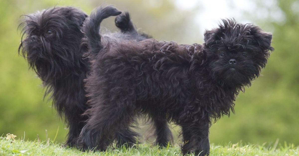 are affenpinscher aggressive