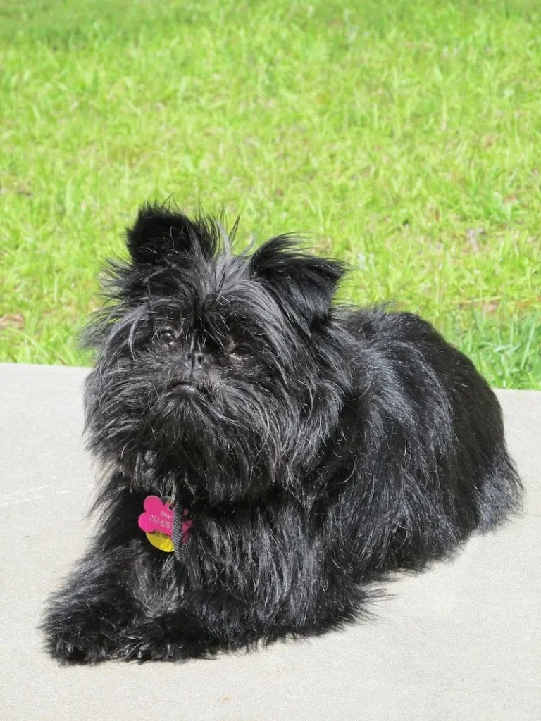 Affenpinscher Puppy