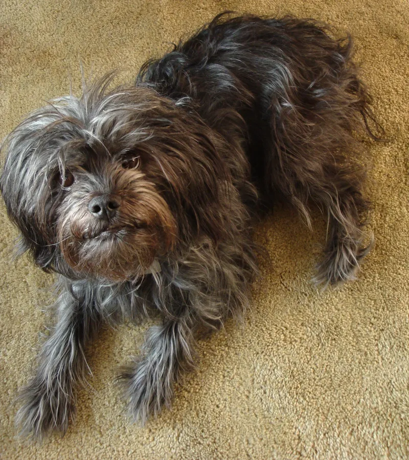 Affenpinscher Dog Breed Information