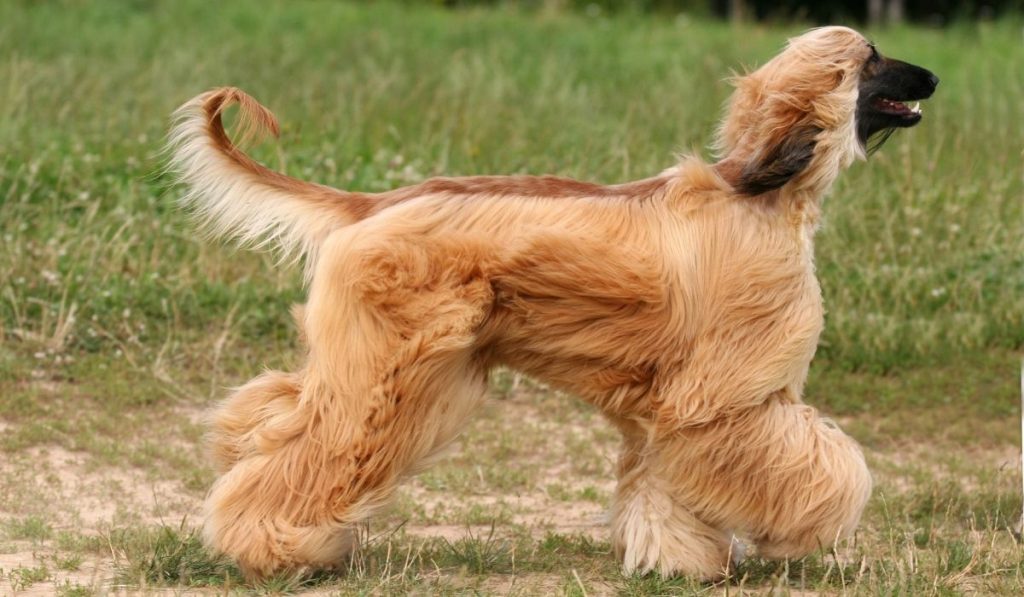 Afghan Hound