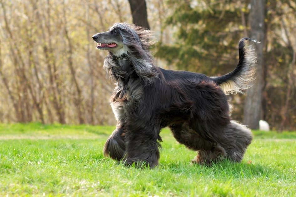 Afghan Hound Dog Breed Standing On Grass