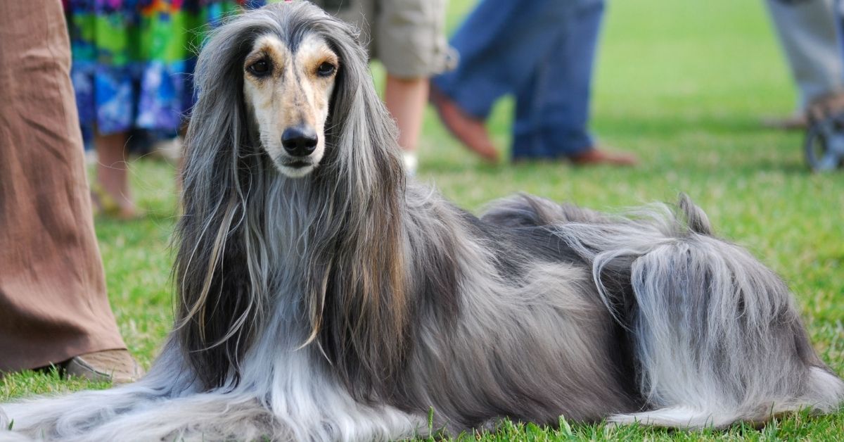 Afghan Hound Facts & Dog Breed Information