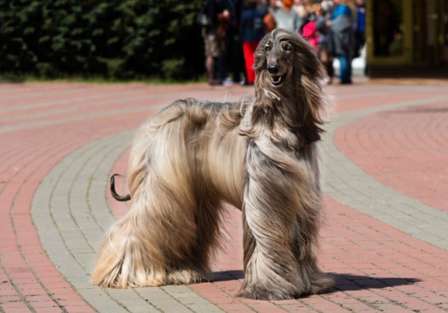 Afghan Hound Hound with Long Hair Standing Looking Aside