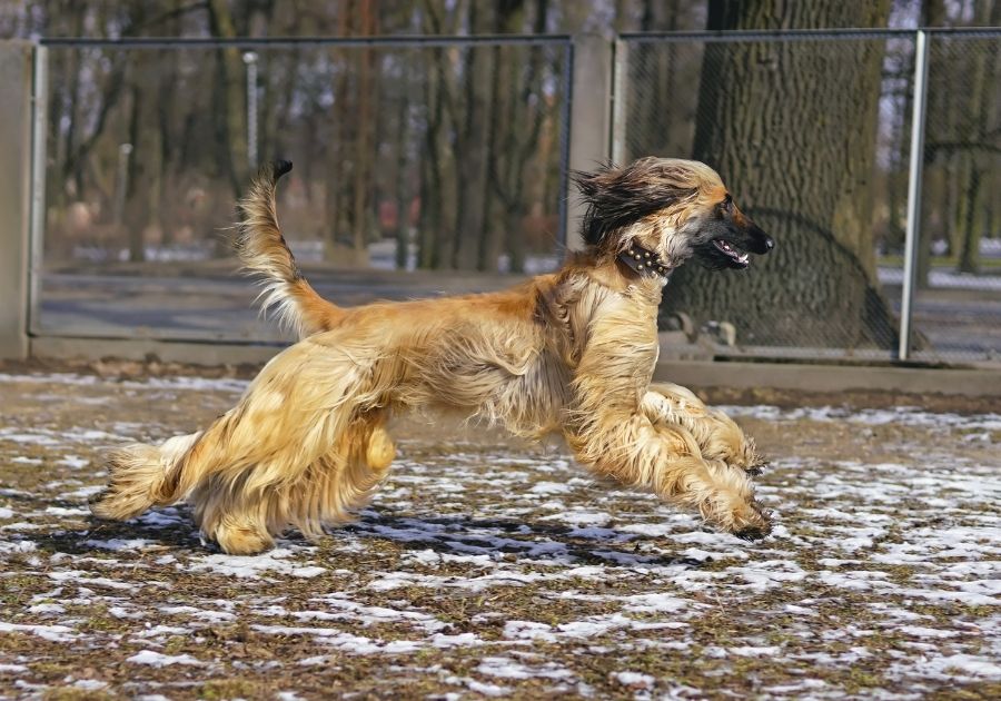 Afghan Hound Running on Snow