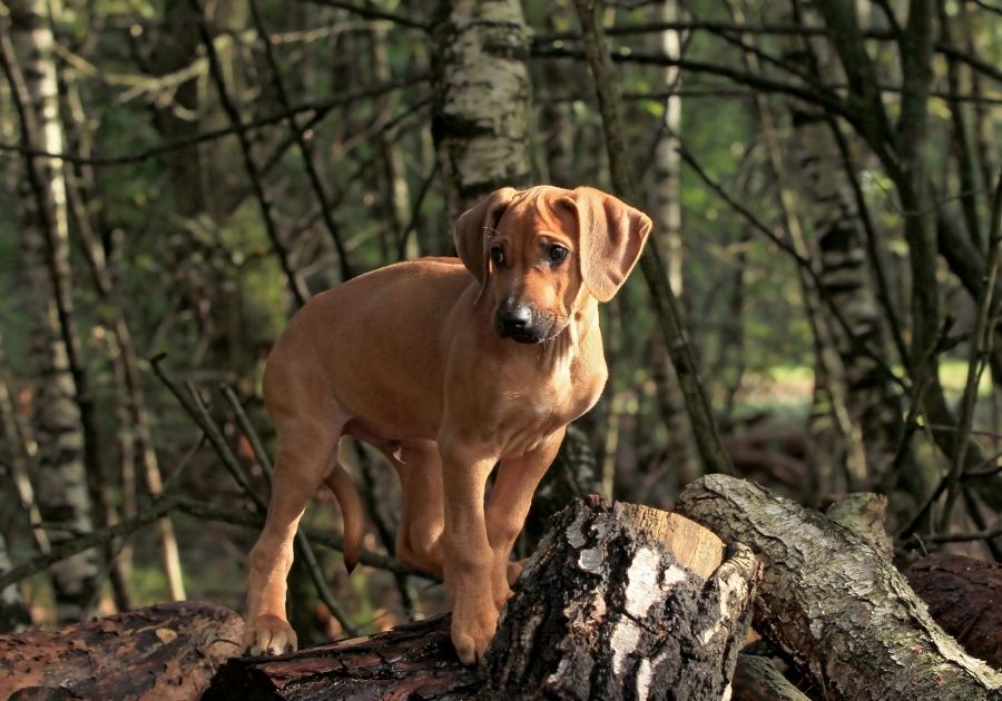 African Lion Hound Puppy Standing in the Wood