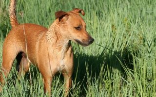 Africanis Dog Breed Information & Facts