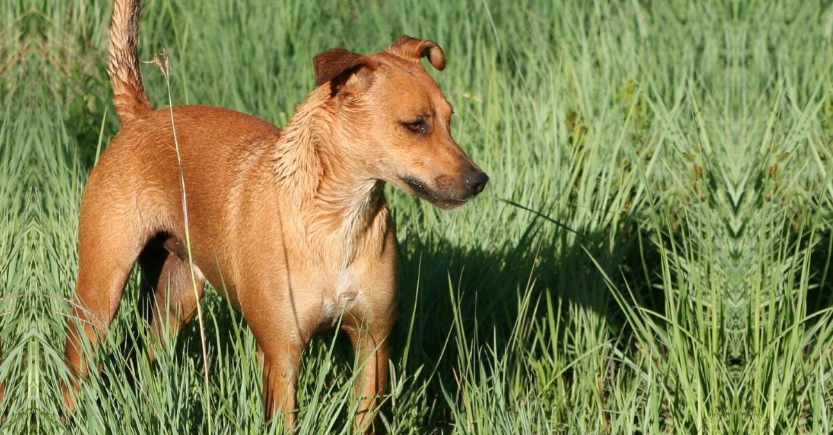 Africanis Facts & Dog Breed Information
