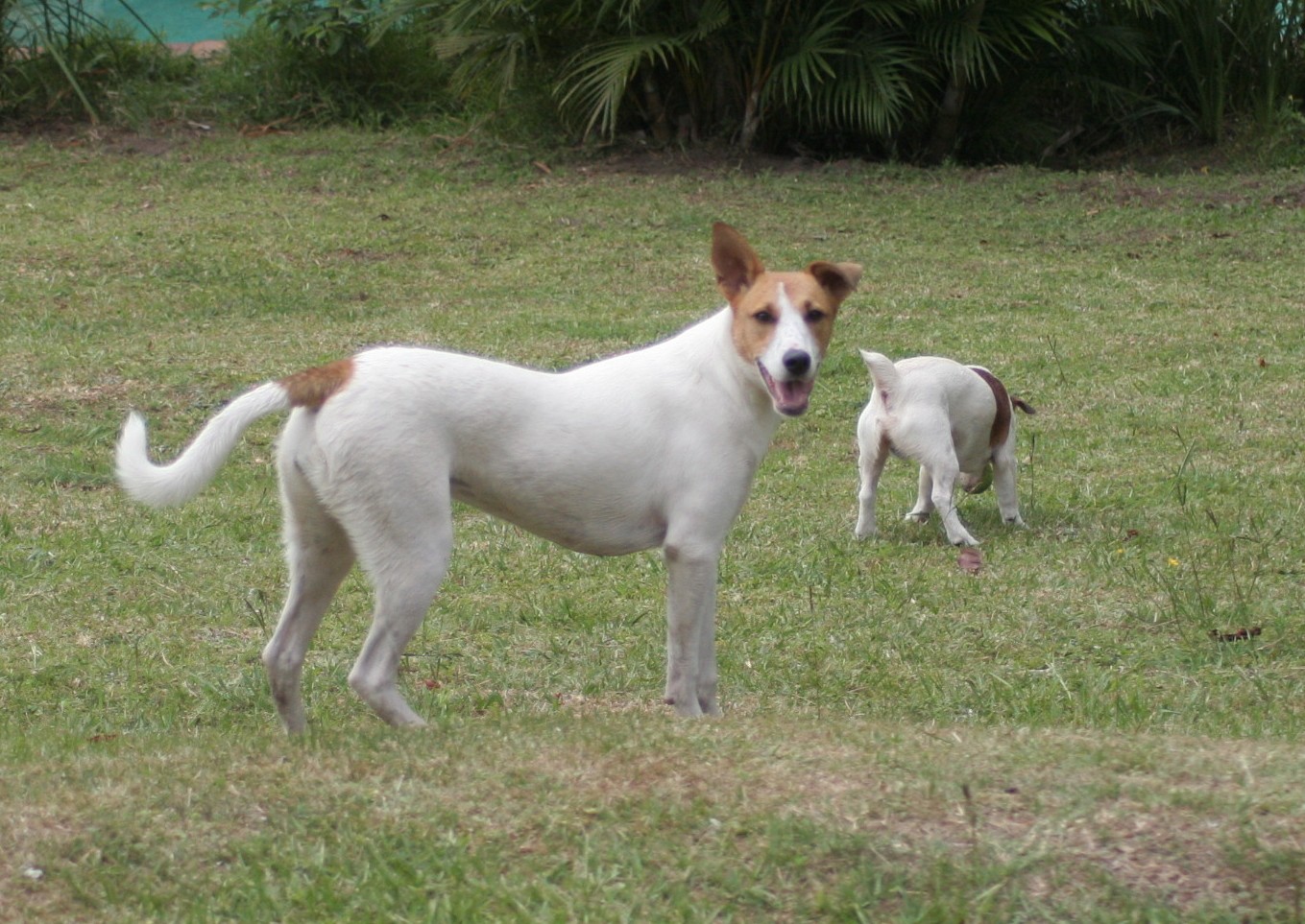 Africanis - Zulu Dog Breed