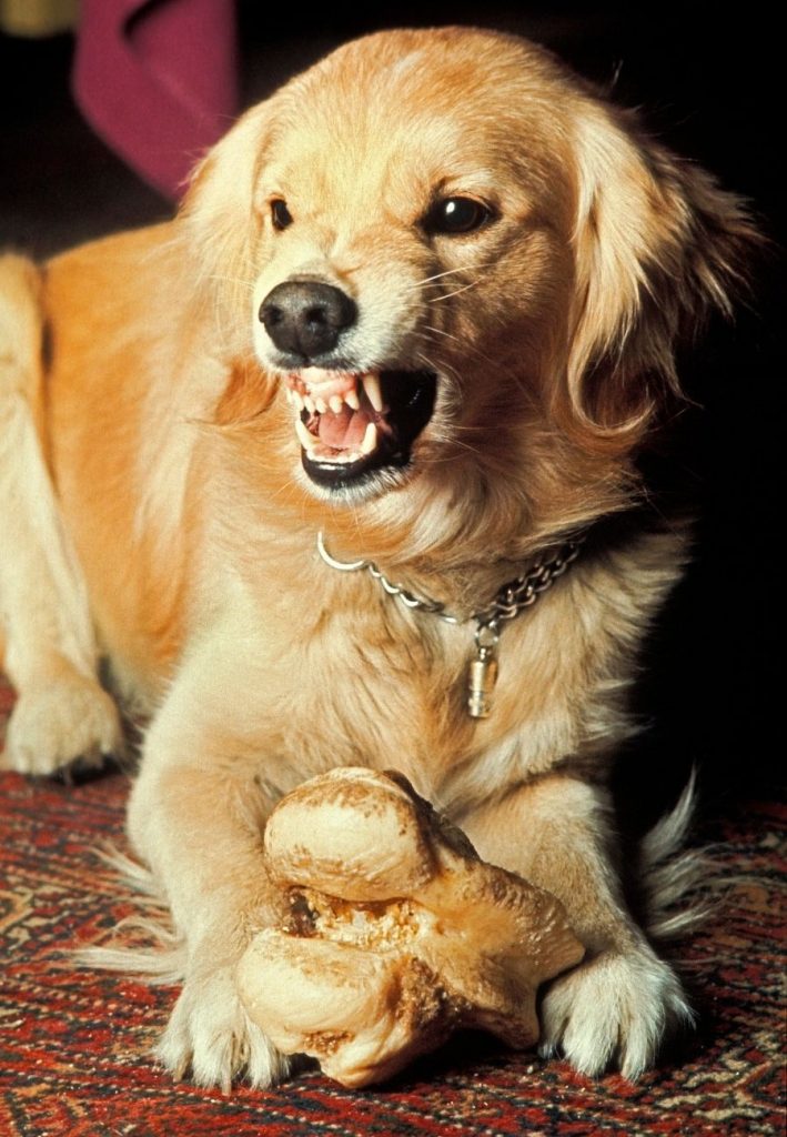 Dog With Bone Snarling