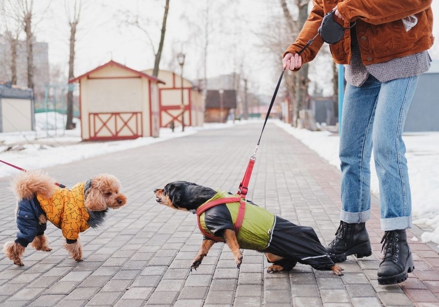 Aggressive Dog with Woman on Leash Barking at Another Dog