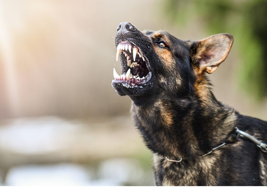 Aggressive German Shepherd Dog Shows Dangerous Teeth