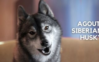 Agouti Husky: Facts, Puppy Price, Guide & More