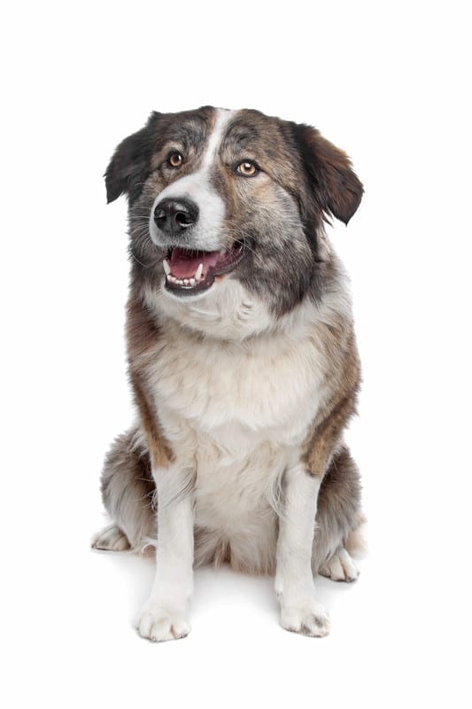 Aidi Dog Breed Facts & Information - Atlas Mountain Dog Breed