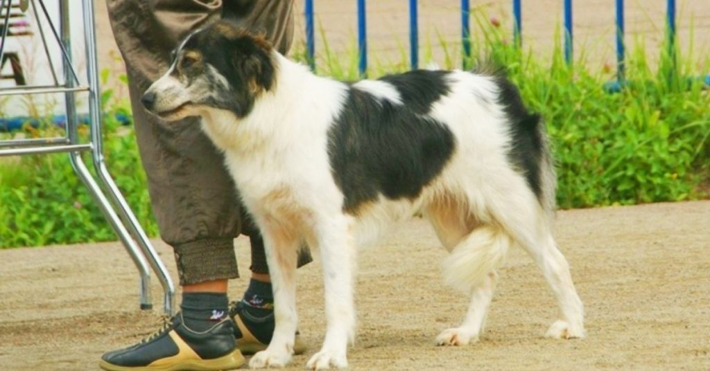 (Atlas Mountain Dog) Aidi Dog Breed in a Dog Show