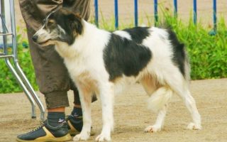 Aidi Dog Breed Information & Facts