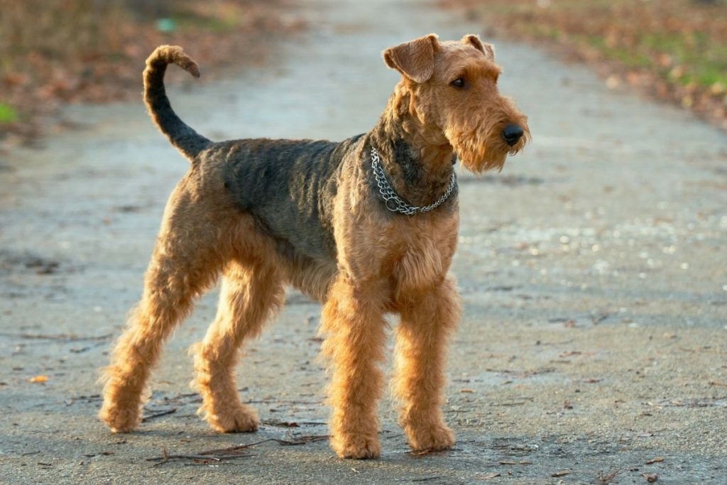 Airedale Terrier Dog Breed