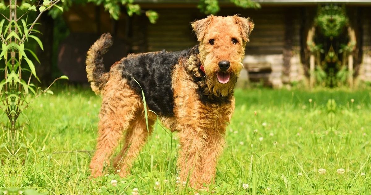 Airedale Terrier Facts & Dog Breed Information