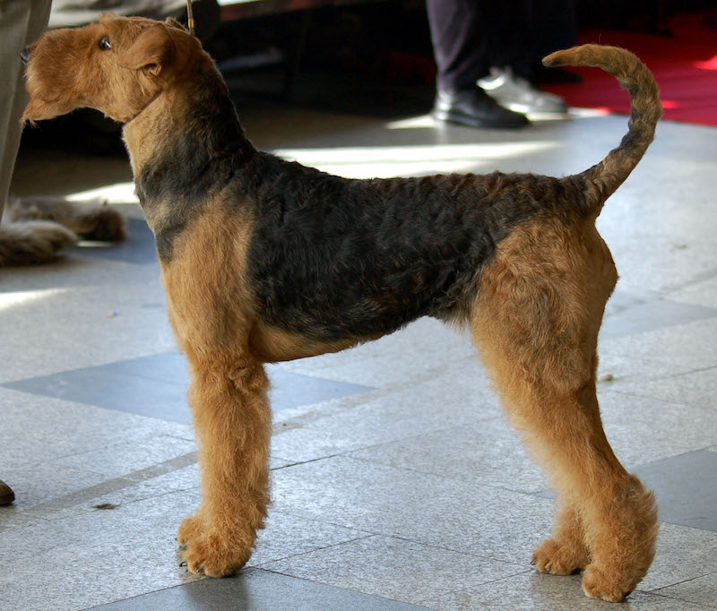 Airedale Terrier Information