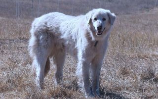 Akbash Dog Breed Information & Facts