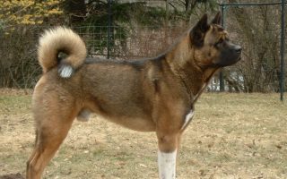 Akita Facts & Dog Breed Information