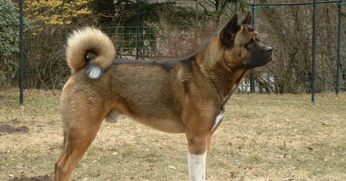 Akita Facts & Dog Breed Information
