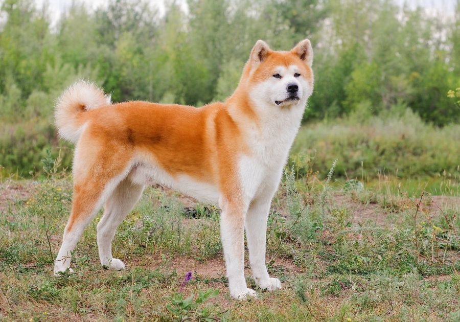 Akita Inu Dog Standing Standing Near Bush