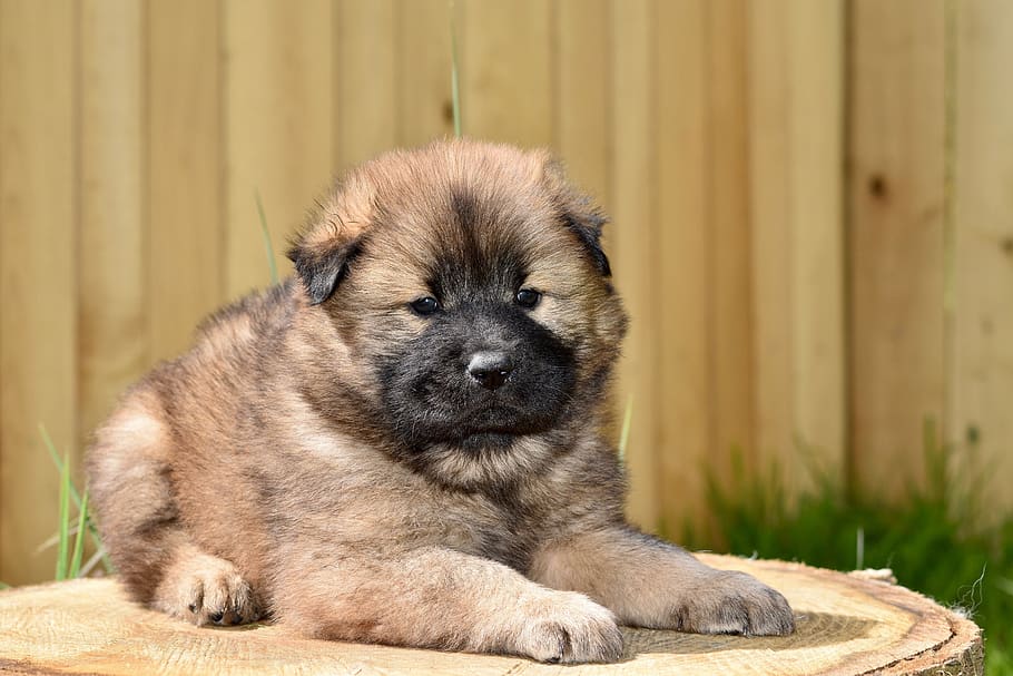 Akita Puppy