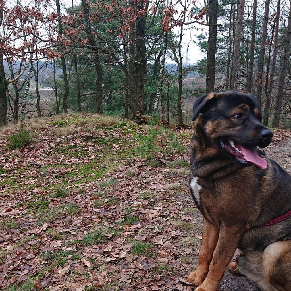 Akita Rottie - Akita Rottweiler Mix Dog at Park