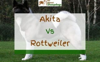 Akita vs Rottweiler – Which One Is Stronger?