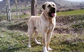 Aksaray Malaklisi Dog Breed Facts & Info
