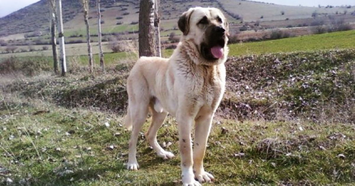 Aksaray Malaklisi Dog Breed Facts & Info