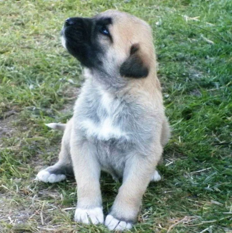 Aksaray Malaklisi Puppy