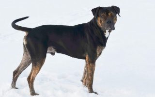 Alano Español Dog Breed Facts & Info | Spanish Bulldog