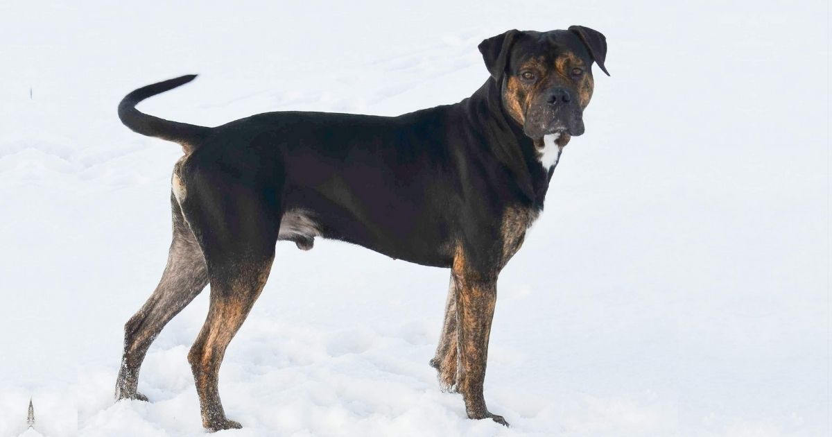Alano Español Dog Breed Facts & Info - Spanish Bulldog