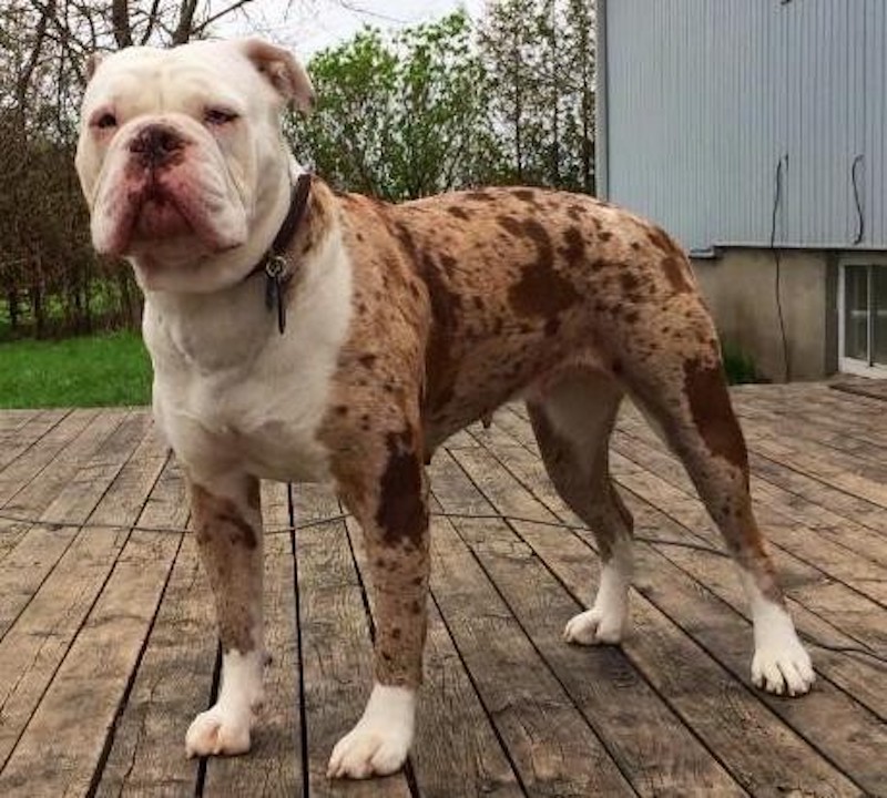 Alapaha Blue Blood Bulldog Breed Information & Facts