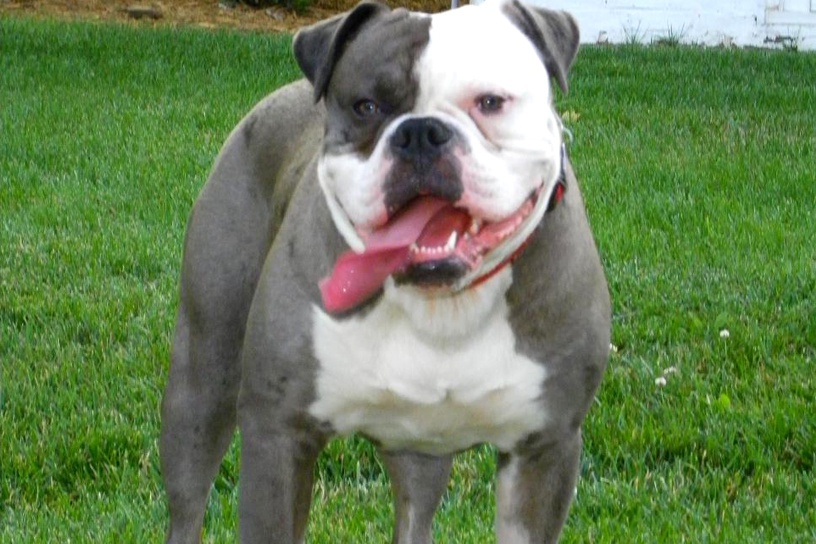 alapaha blue blood bulldog is ill with respiratory signs