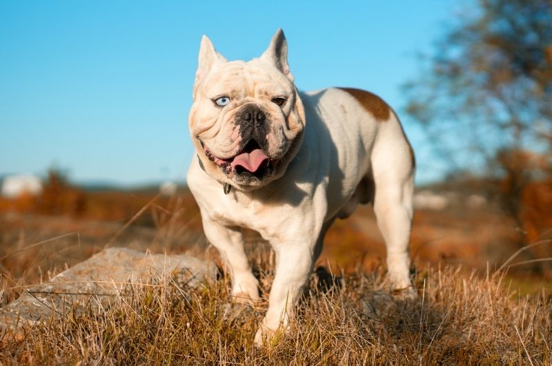 Alapaha Blue Blood Bulldog