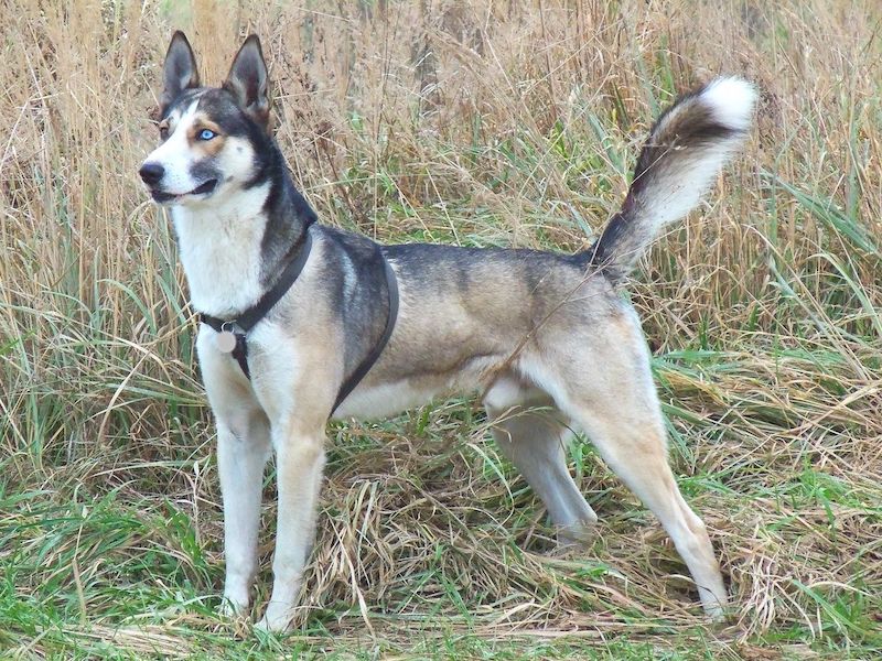 can a alaskan malamute and a ariegeois be friends