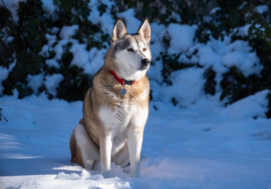 Alaskan Husky Dog Sitting on Snow