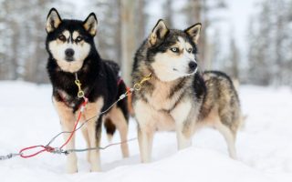 Alaskan Husky Vs Siberian Husky Differences With Pictures
