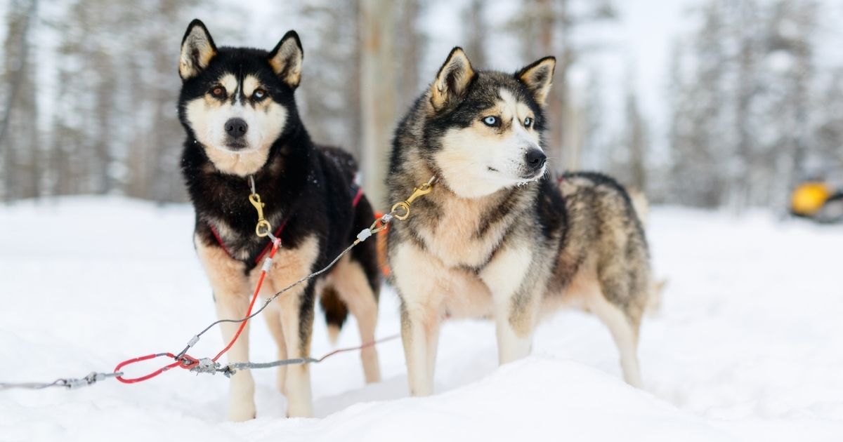 Alaskan Husky Vs Siberian Husky Differences & Similarities With Pictures