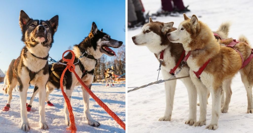 alaskan husky vs siberian husky differences which red