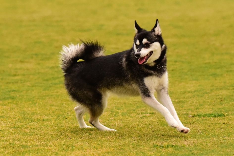 Alaskan Klee Kai Dog Playing on the Field