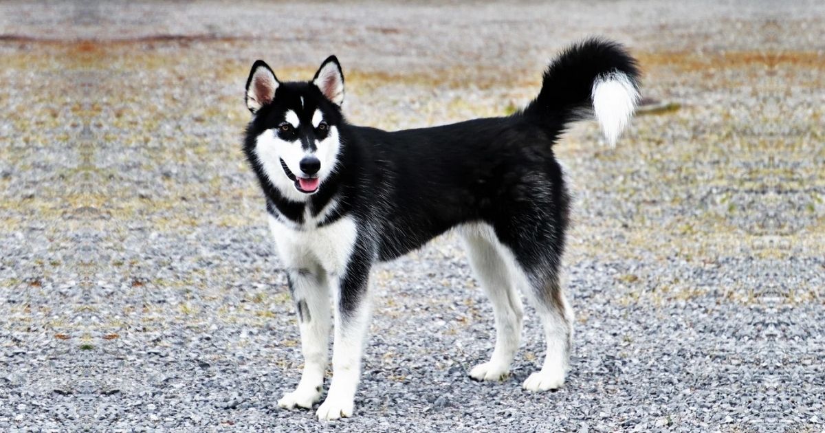 Alaskan Klee Kai Facts & Dog Breed Information