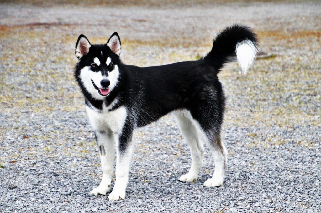 The Alaskan Klee Kai is a small dog
