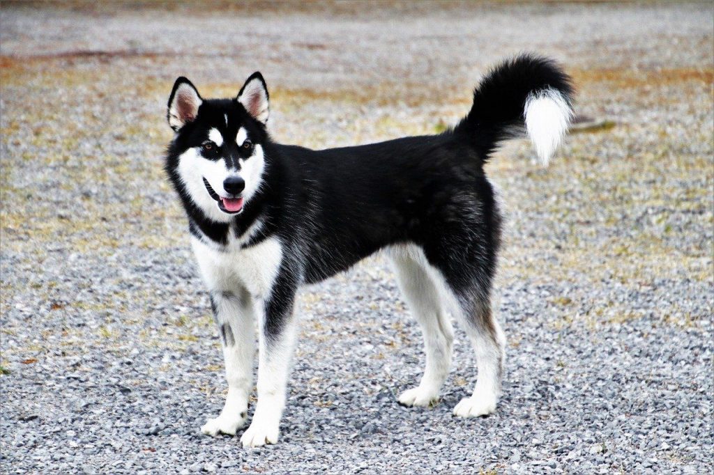 can a alaskan malamute and a ariegeois be friends