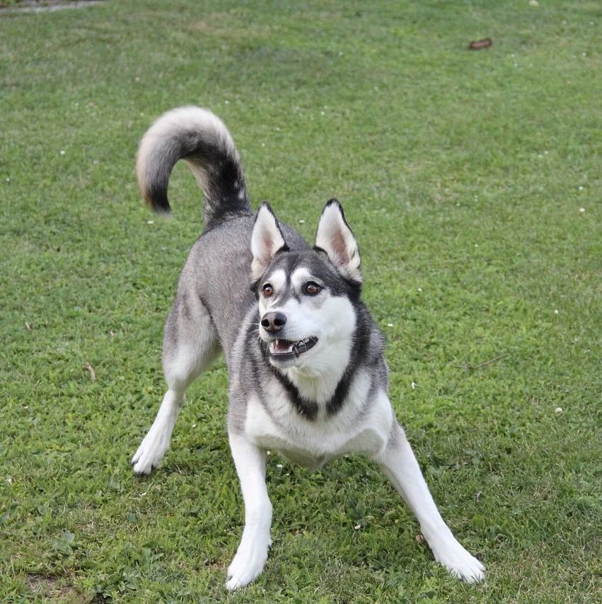 Alaskan Klee Kai Husky Dog Breed