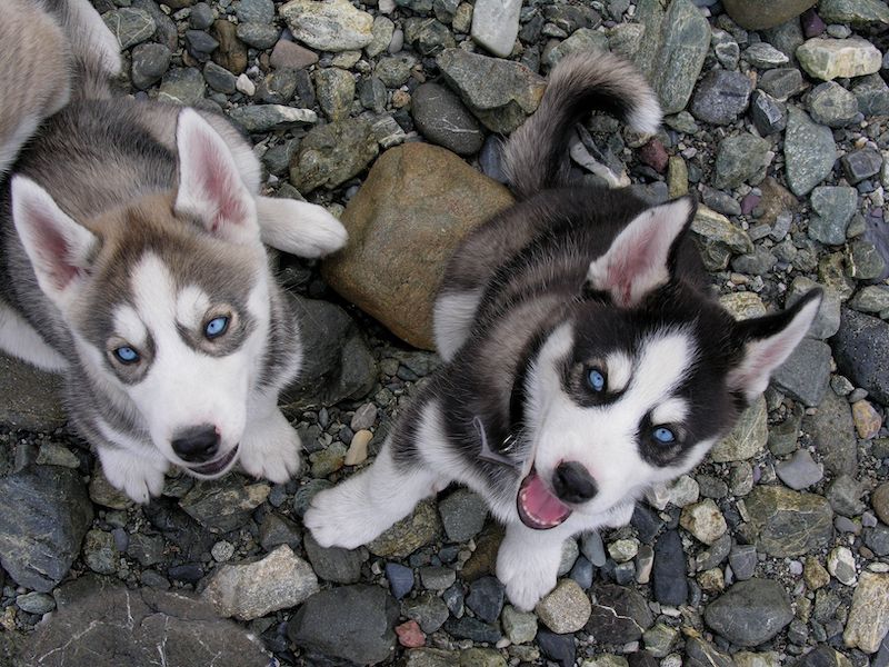 Alaskan Klee Kai Husky Puppies